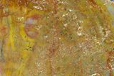Colorful, Polished Petrified Wood (Araucarioxylon) - Arizona #147923-2